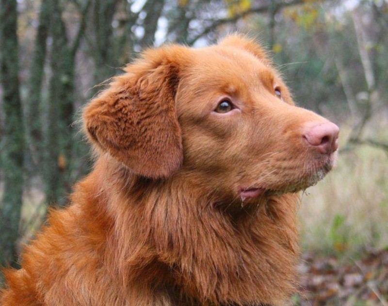 Novascotiannoutaja Berro