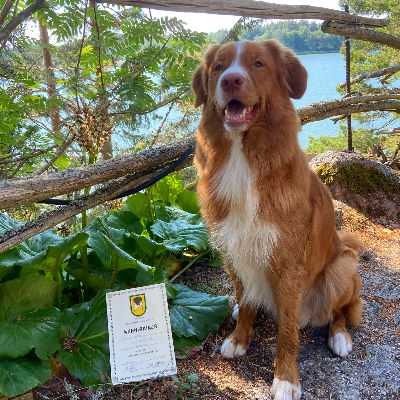 Novascotiannoutaja istuu kunniakirjan vieressä vehreä metsätausta takana.