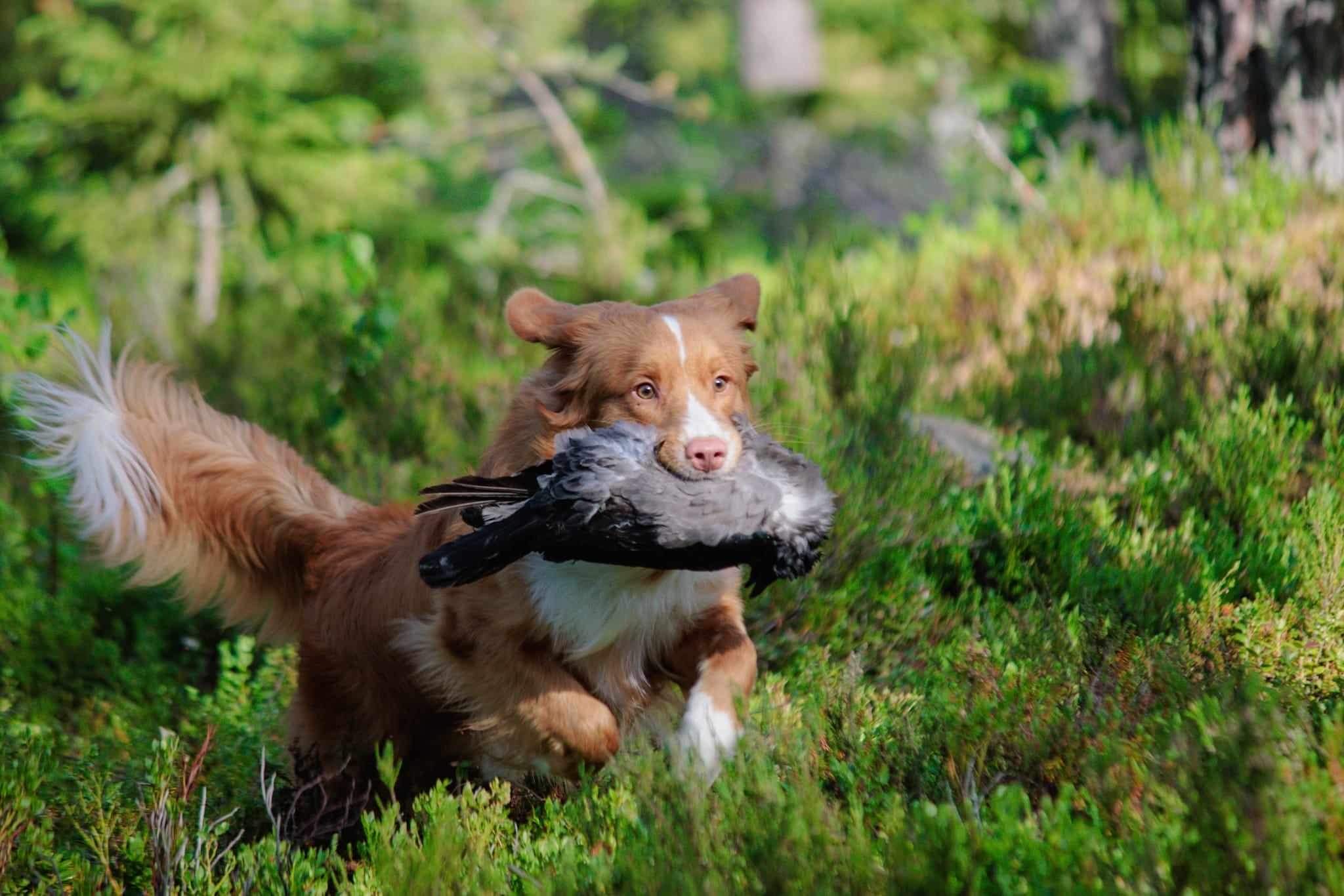 Kennel Ashfyre's Novascotiannoutaja Nurya noutaa harjoitusvarista metsässä.