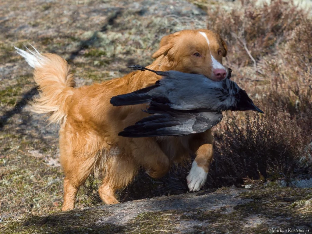 Kennel Ashfyre's Novascotiannoutaja Nurya noutaa harjoitusvarista.
