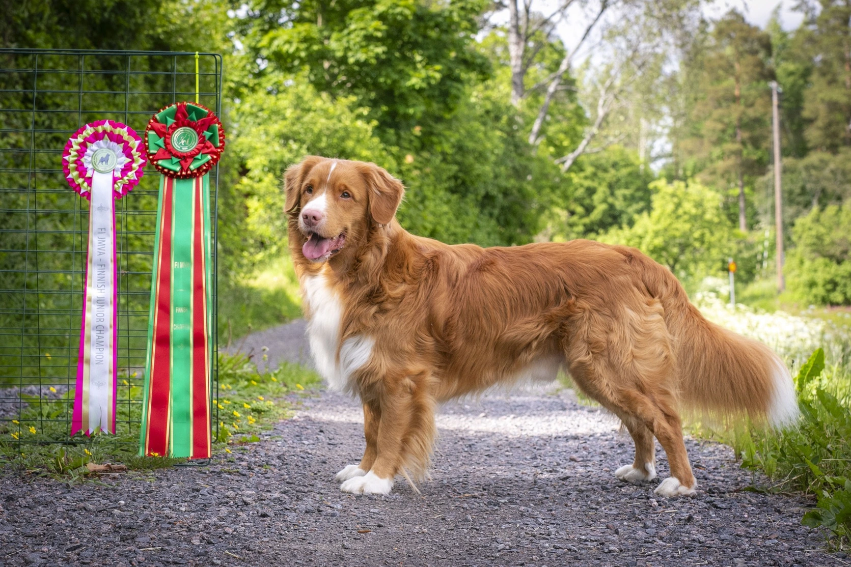Novascotiannoutaja seisoo hiekkatiellä kahden lehdykkeen vieressä.