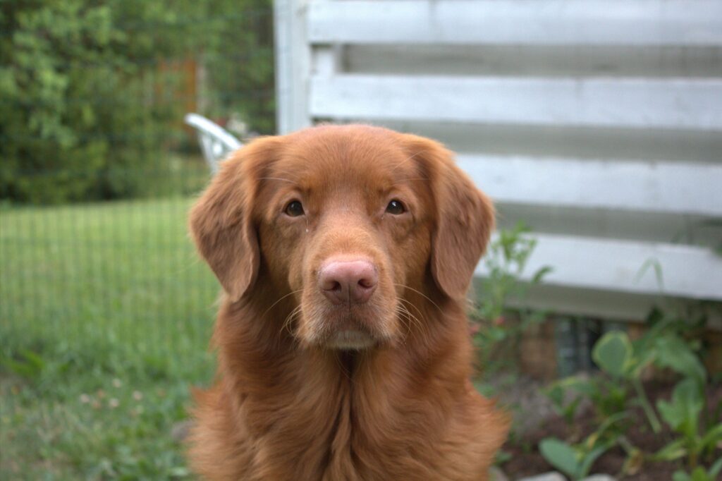 Novascotiannoutaja Tinto